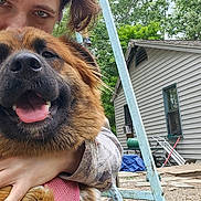 Foxee is registered to the contest to win money with this photo: backyard, casual, dog, door, face, fence, fur, greenery, hand, happy, house, hug, nature, outdoor, person, smile, swing, tree, window, wood