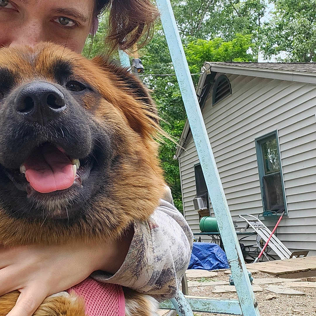 Foxee is registered to the contest to win money with this photo: backyard, casual, dog, door, face, fence, fur, greenery, hand, happy, house, hug, nature, outdoor, person, smile, swing, tree, window, wood