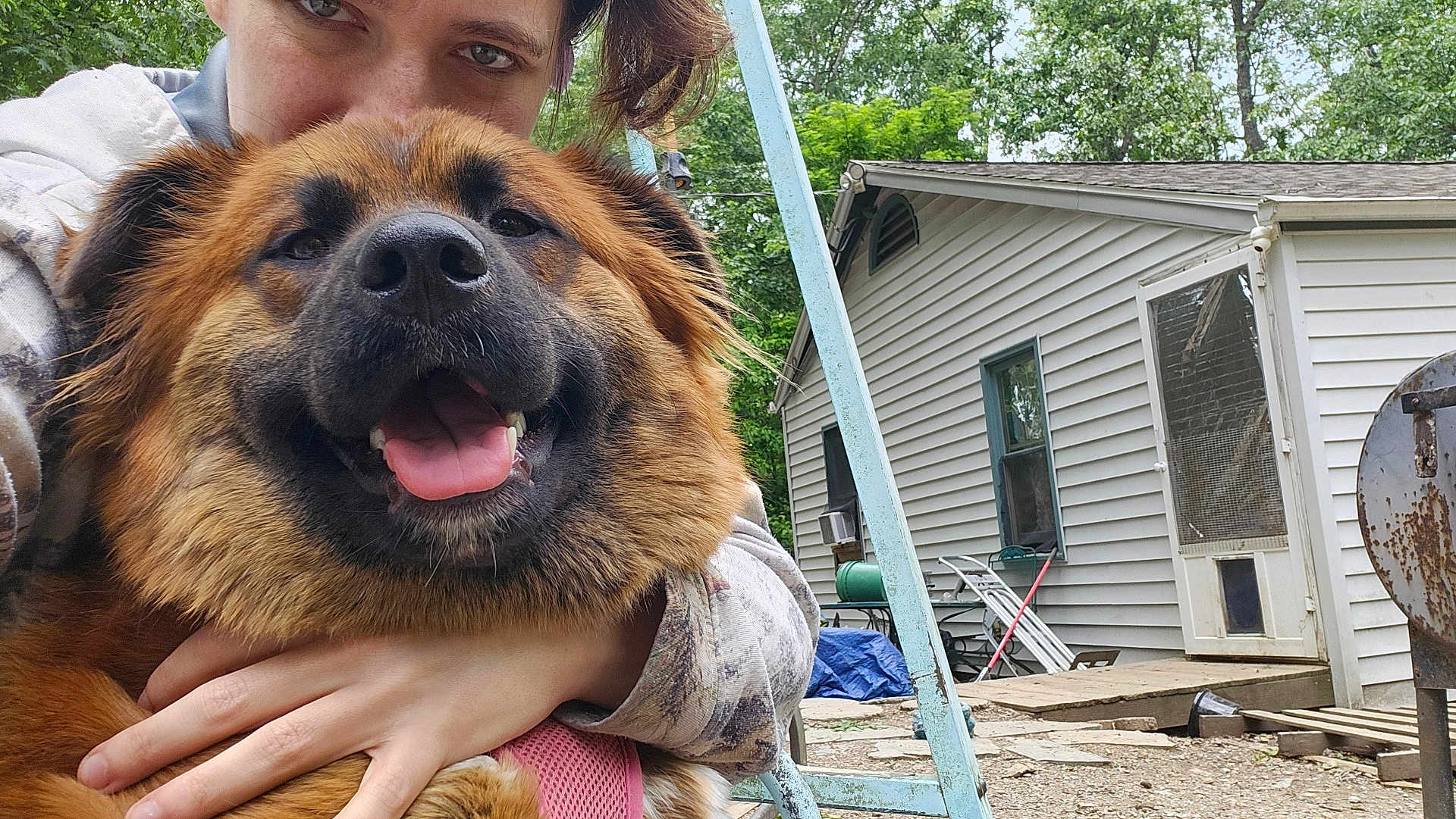 Foxee is registered to the contest to win money with this photo: backyard, casual, dog, door, face, fence, fur, greenery, hand, happy, house, hug, nature, outdoor, person, smile, swing, tree, window, wood