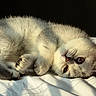 Snowy is registered to the contest to win money with this photo: cat, close_up, cute, domestic_animal, feline, fluffy, fur, indoor, kitten, lying_down, paws, pet, relaxed, resting, shadow, sleepy, soft_light, sunlight, whiskers, white_bedding