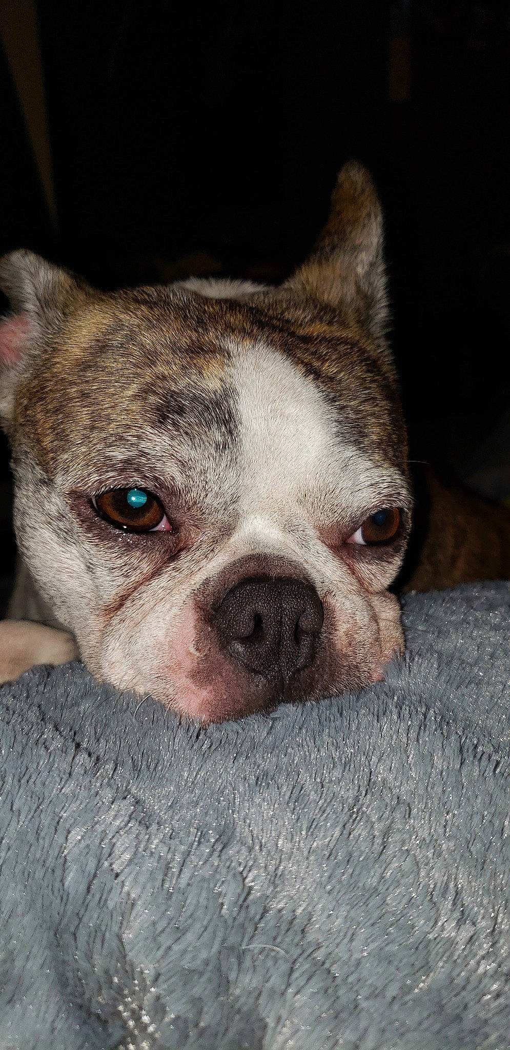 Lola joined the competition — help win amazing prizes! american_bulldog, australian_bulldog, boston_terrier, bulldog, canidae, carnivore, close_up, dog, dog_breed, ear, eye, mammal, non_sporting_group, nose, olde_english_bulldogge, skin, snout, toy_bulldog, valley_bulldog, vertebrate