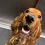 dog, golden_retriever, pet, animal, canine, fur, leash, mouth_open, happy, playful, close_up, indoor, floor, tile, ears, nose, whiskers, friendly, looking_up, companion
