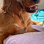 dog, golden_retriever, puppy, pet, animal, bone, mouth, fur, bed, blanket, indoor, cozy, cute, smiling, closeup, laying_down, domestic_animal, canine, relaxed, whiskers