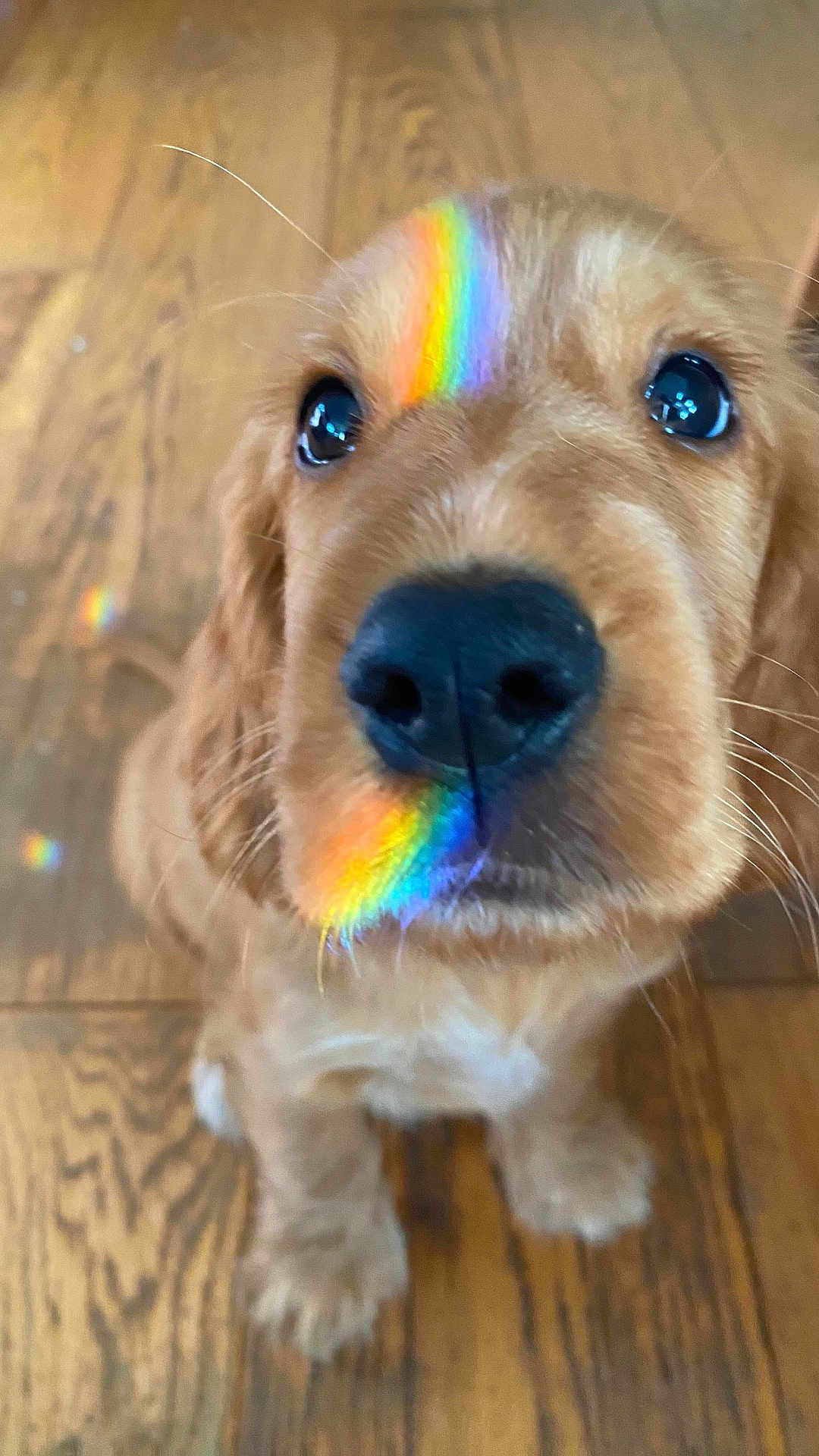 Koda