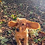 puppy, dog, golden_retriever, ears_flapping, autumn_leaves, forest_floor, outdoor, sunlight, curious, young_dog, nature, brown_fur, animal, pet, playful, canine, leaf_litter, daylight, walking, small_dog
