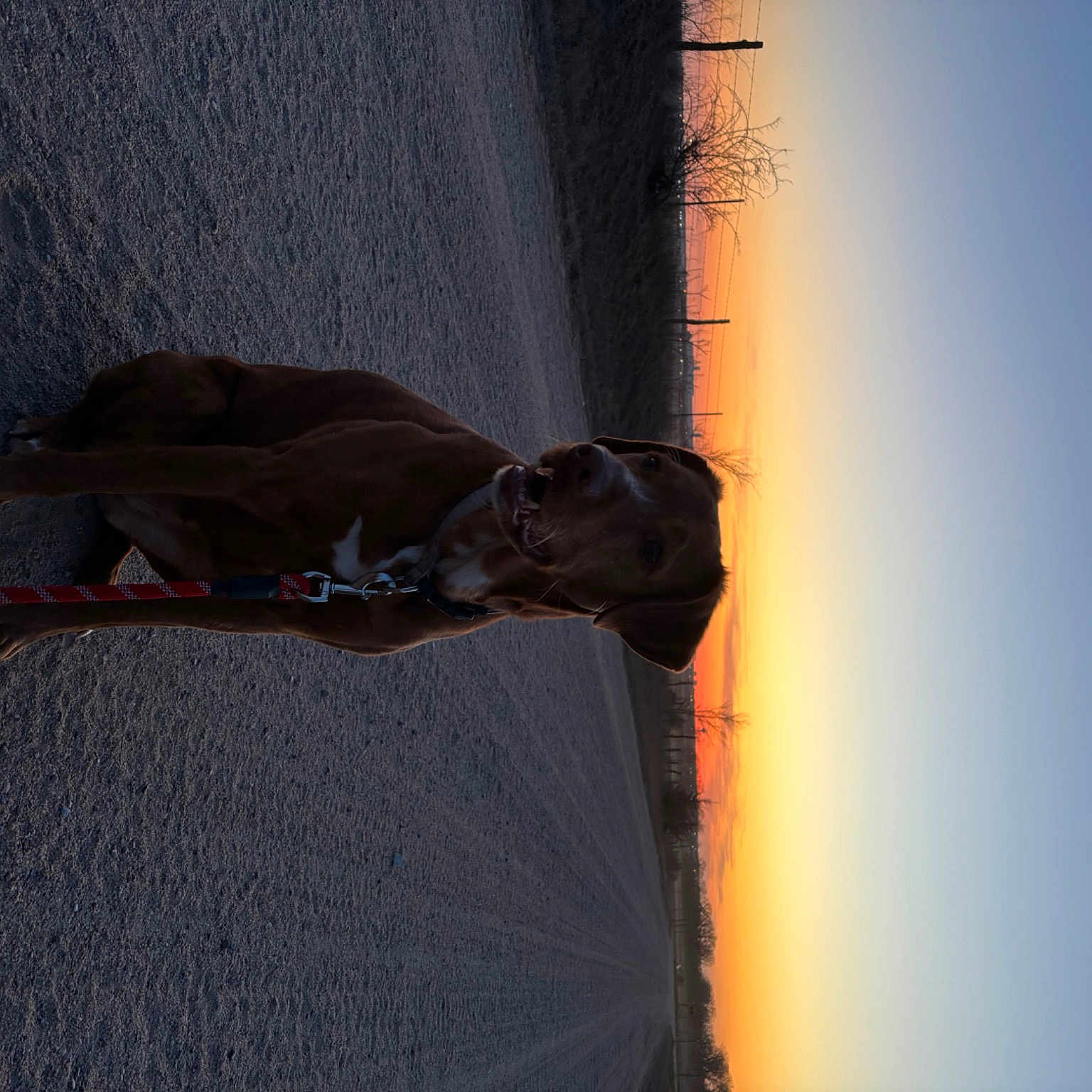 Nova joined the competition — help win amazing prizes! asphalt, concrete, elbow, foot, heat, landscape, road_surface, sculpture, shadow, sky, wood