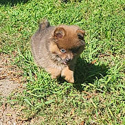 Gizmo joined the competition — help win amazing prizes! puppy, dog, grass, outdoor, sunlight, shadow, cute, fluffy, small, animal, pet, nature, playful, walking, young, furry, brown, adorable, daylight, exploring
