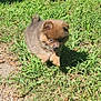 puppy, dog, grass, outdoor, sunlight, shadow, cute, fluffy, small, animal, pet, nature, playful, walking, young, furry, brown, adorable, daylight, exploring