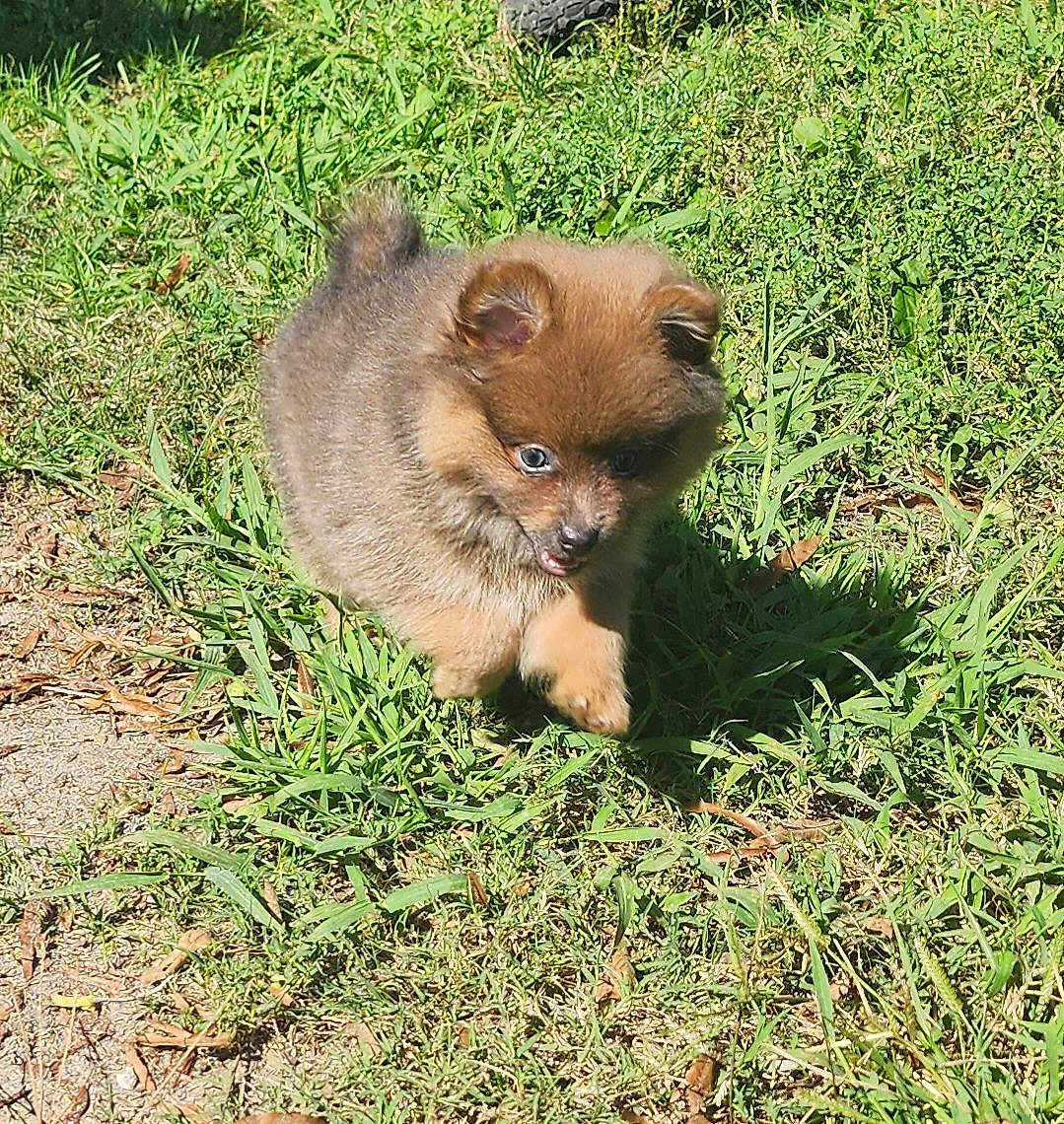 Gizmo