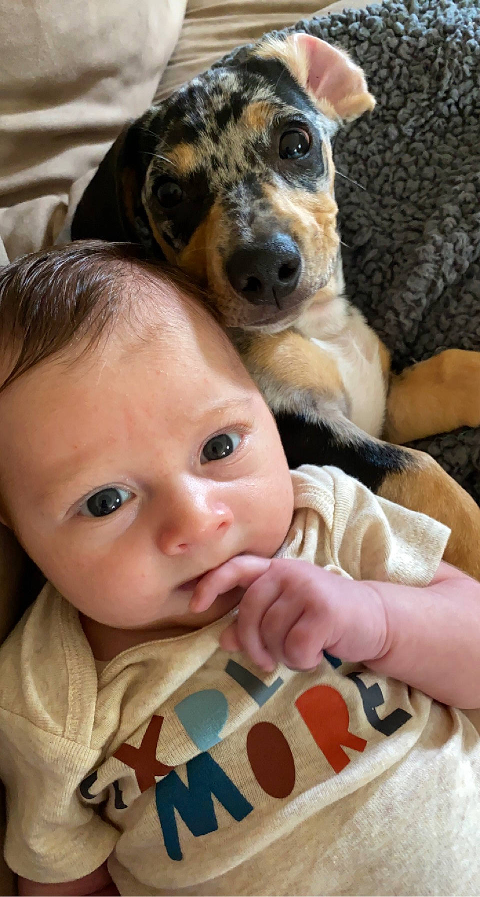 Jase joined the competition — help win amazing prizes! baby, baby_toddler_clothing, carnivore, cheek, child, comfort, companion_dog, dog, dog_breed, eye, eyelash, gesture, happy, iris, nose, organ, person, skin, sleeve, toddler