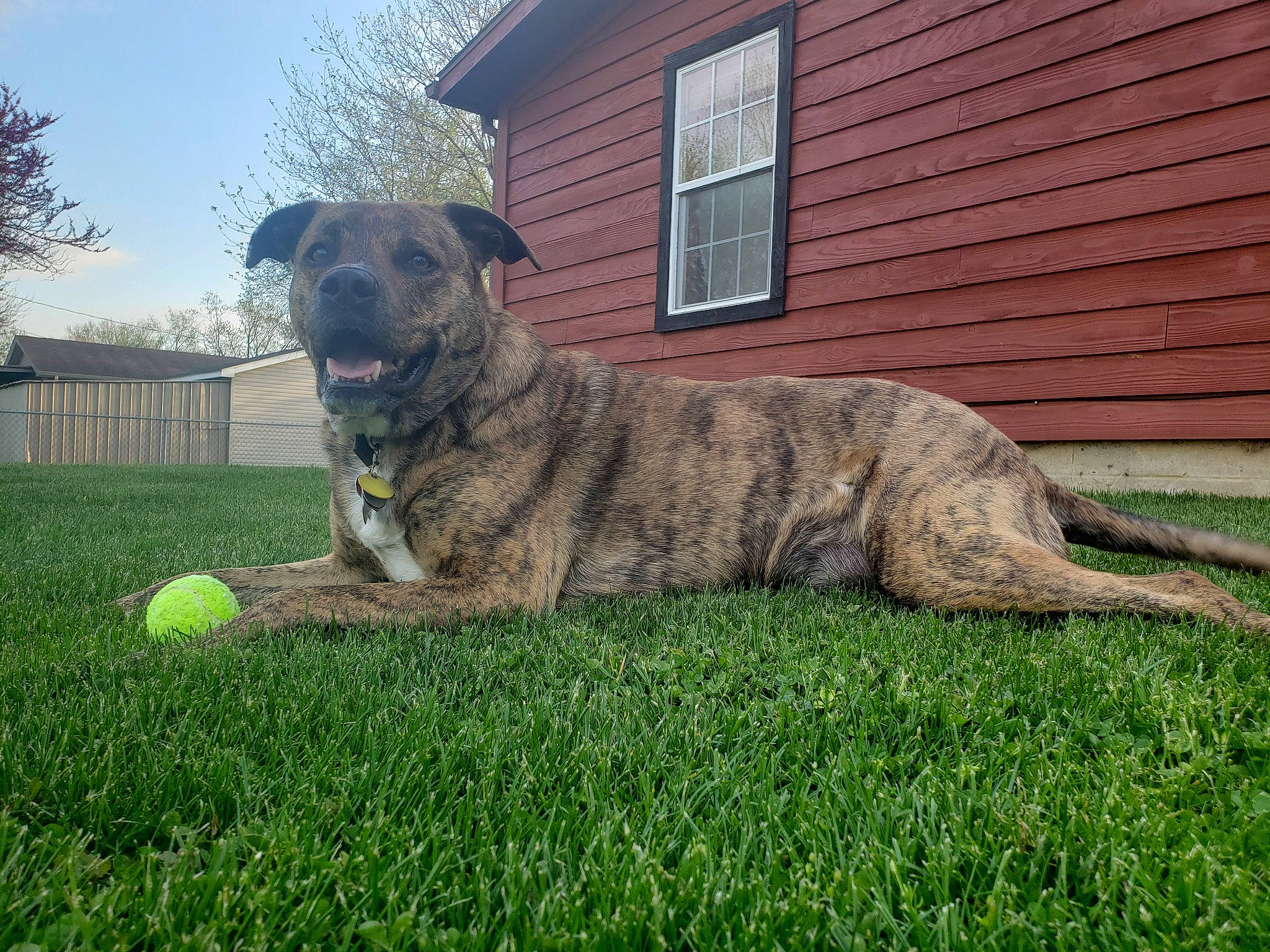 Kingston joined the competition — help win amazing prizes! alaunt, canidae, carnivore, cimarron_uruguayo, dog, dog_breed, fawn, grass, mammal, perro_de_presa_canario, perro_de_presa_mallorquin, rare_breed_dog, sporting_group, treeing_tennessee_brindle, vertebrate