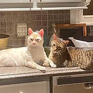 Loverboy is registered to the contest to win money with this photo: cat, tabby_cat, cream_cat, kitchen, countertop, domestic, pets, window, basket, bottle, tile_wall, indoor, relaxing, feline, animal, pair, resting, curious, household, cozy