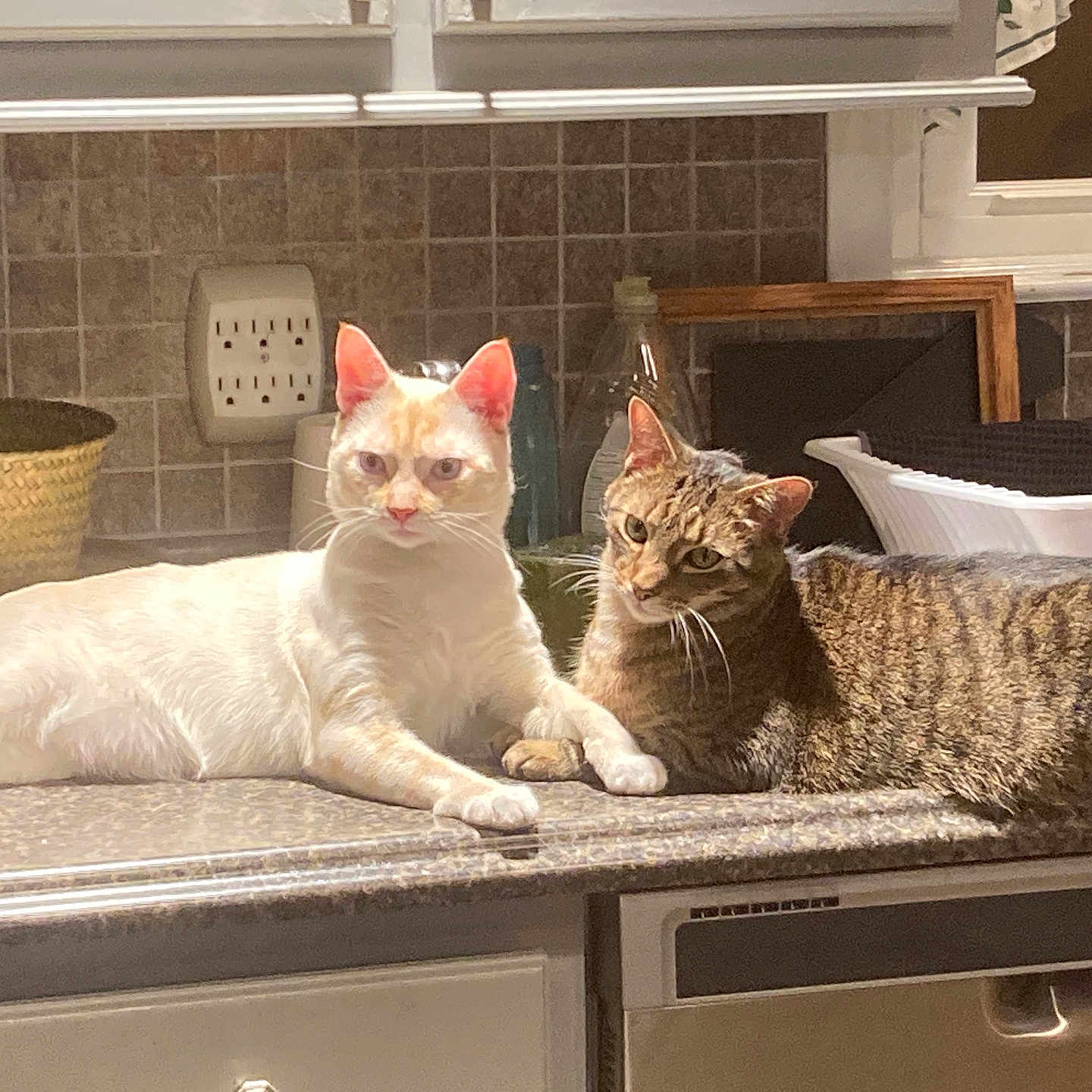 Loverboy is registered to the contest to win money with this photo: cat, tabby_cat, cream_cat, kitchen, countertop, domestic, pets, window, basket, bottle, tile_wall, indoor, relaxing, feline, animal, pair, resting, curious, household, cozy
