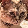 Sugarita is registered to the contest to win money with this photo: animal, bell, cat, close_up, collar, cute, cute_pet, domestic_animal, ears, eyes, face, feline, fur, indoor, mammal, pet, portrait, sleeping_area, tabby, whiskers