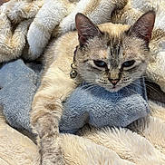 Sugarita joined the competition — help win amazing prizes! animal, blanket, cat, collar, comfort, cozy, cute, domestic, feline, fluffy, fur, indoor, paw, pet, pillow, relaxed, resting, sleepy, soft, whiskers