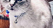 Sugarita is registered to the contest to win money with this photo: animal, background, bell, blue_eyes, cat, close_up, collar, curious, domestic, ears, feline, fur, indoor, looking, mammal, pet, standing, texture, whiskers, wood