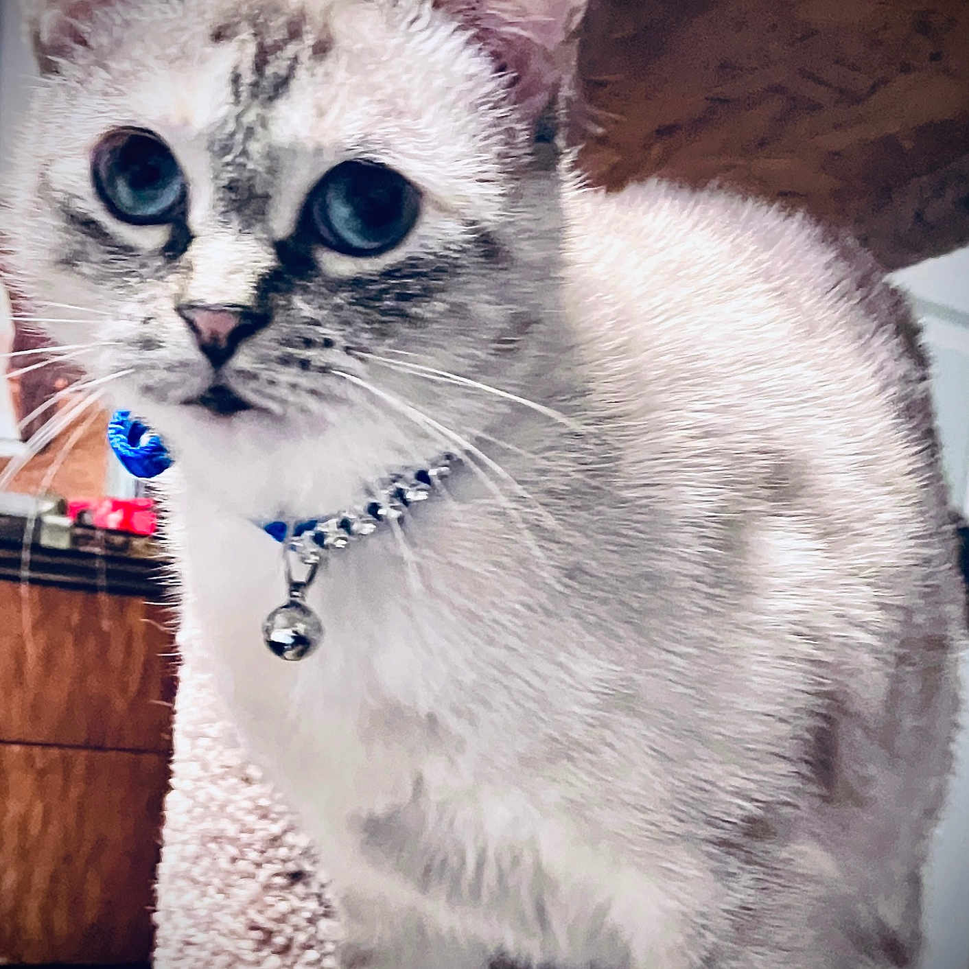 Sugarita is registered to the contest to win money with this photo: animal, background, bell, blue_eyes, cat, close_up, collar, curious, domestic, ears, feline, fur, indoor, looking, mammal, pet, standing, texture, whiskers, wood