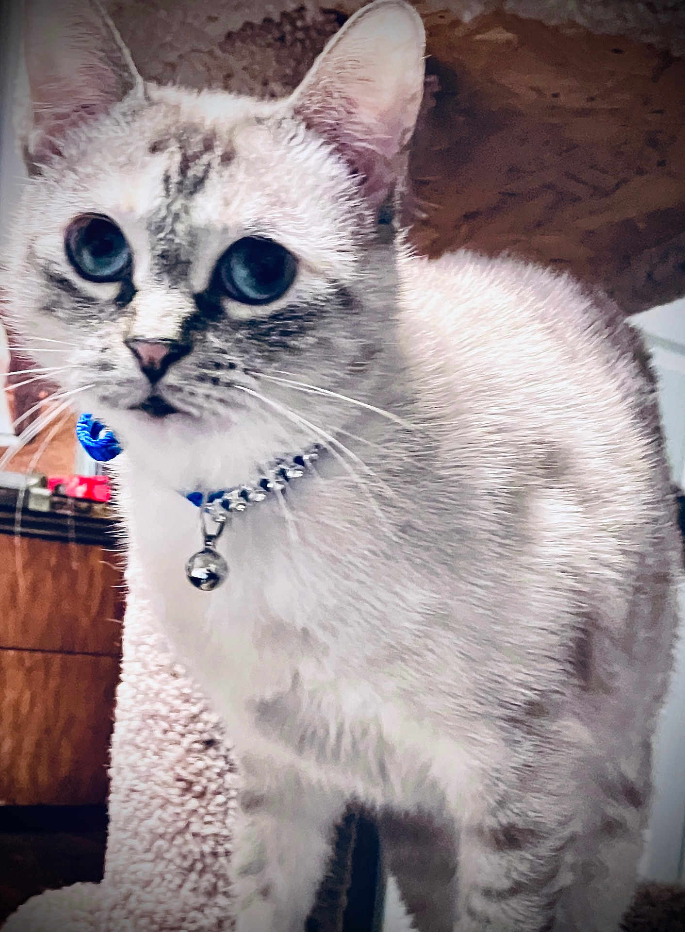 Sugarita is registered to the contest to win money with this photo: cat, blue_eyes, collar, bell, fur, whiskers, ears, close_up, pet, indoor, curious, feline, animal, domestic, texture, wood, background, looking, standing, mammal