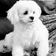 River is registered to the contest to win money with this photo: dog, white, fluffy, couch, blanket, pet, indoor, portrait, black_and_white, sitting, cute, animal, fur, paw, face, looking_away, cozy, relaxed, domestic, companion