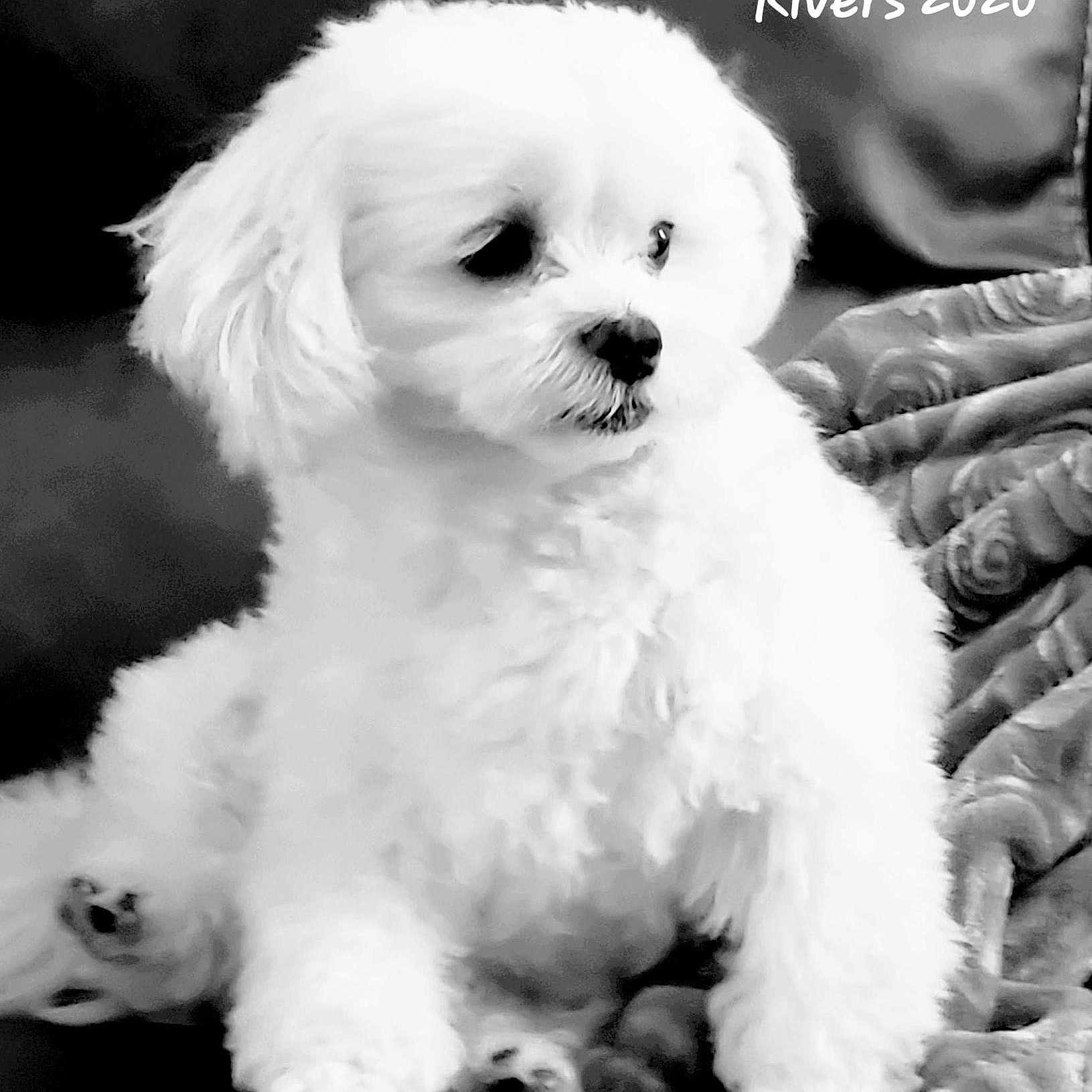 River is registered to the contest to win money with this photo: dog, white, fluffy, couch, blanket, pet, indoor, portrait, black_and_white, sitting, cute, animal, fur, paw, face, looking_away, cozy, relaxed, domestic, companion