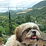Myo a rejoint le concours — aidez-le/la à gagner de superbes lots ! animal, bridge, cloud, cute, dog, fluffy, fur, greenery, hill, landscape, nature, outdoor, pet, portrait, road, scenic, sky, smiling, tongue_out, tree