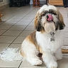 animal, brown_fur, collar, companion, cute, dog, domestic, floor_tiles, fluffy, furniture, household, indoor, licking_nose, pet, playful, sitting, small_dog, tile_floor, tongue_out, white_fur