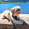 Myo participe au concours pour gagner de l'argent avec cette photo : animal, blue_sky, canine, daytime, dog, forest, fur, harness, hill, lake, leash, nature, outdoor, pet, relaxing, sky, stone, sunlight, tongue, water