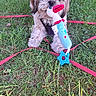 animal, canine, cute, daylight, dog, fur, grass, greenery, leash, nature, outdoor, pet, pet_accessory, playful, plush_toy, puppy, red_leash, sitting, small_dog, toy