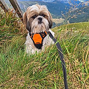 Myo a rejoint le concours — aidez-le/la à gagner de superbes lots ! adventure, animal, canine, daytime, dog, field, flora, fur, grass, greenery, harness, landscape, leash, mountain, nature, outdoor, pet, scenic, sky, walking
