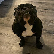 Gru joined the competition — help win amazing prizes! dog, black_dog, white_chest, floor, wooden_floor, indoor, pet, looking_up, cute, animal, canine, companion, home, fur, ears, mouth, tongue, legs, paws, adorable