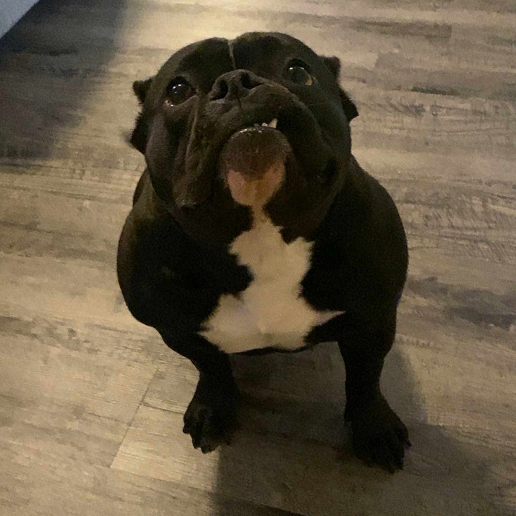 Gru joined the competition — help win amazing prizes! dog, black_dog, white_chest, floor, wooden_floor, indoor, pet, looking_up, cute, animal, canine, companion, home, fur, ears, mouth, tongue, legs, paws, adorable