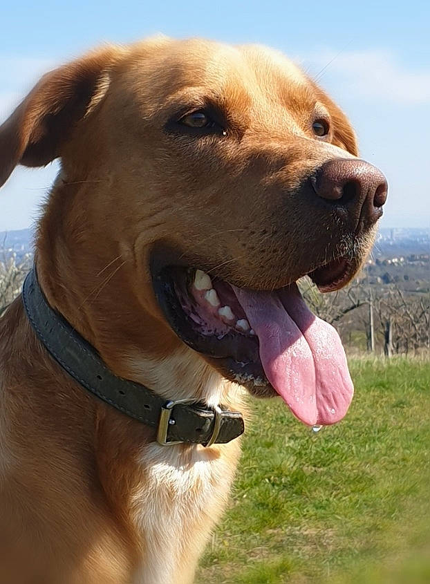 Norman participe au concours pour gagner de l'argent avec cette photo : broholmer, canidae, carnivore, collar, companion_dog, dog, dog_breed, dog_collar, fawn, labrador_retriever, mammal, snout, sporting_group, vertebrate