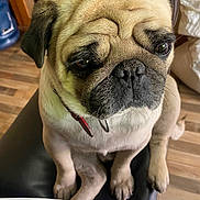 Buddy joined the competition — help win amazing prizes! animal, brown, chair, close_up, collar, companion, cute, dog, domestic, expression, face, fur, indoor, pet, portrait, pug, sitting, waiting, wooden_floor, wrinkles