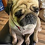 animal, brown, chair, close_up, collar, companion, cute, dog, domestic, expression, face, fur, indoor, pet, portrait, pug, sitting, waiting, wooden_floor, wrinkles