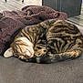blanket, cat, close_up, cozy, curled_up, cute, domestic_animal, floor, fur, furniture, indoor, mammal, pet, relaxed, resting, sleeping, striped, tabby, tail, whiskers
