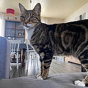 Lina participe au concours pour gagner de l'argent avec cette photo : cat, chair, couch, curtains, domestic_cat, feline, fur, furniture, house, indoor, lamp, living_room, paws, pet, striped, tabby_cat, table, whiskers, window, wood_floor