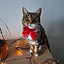 animal, cat, curious, cute, decor, domestic_animal, feline, green_eyes, indoor, lighting, pet, plant_pot, red_bow, sitting, string_lights, tabby, table, wall, whiskers, wooden_table