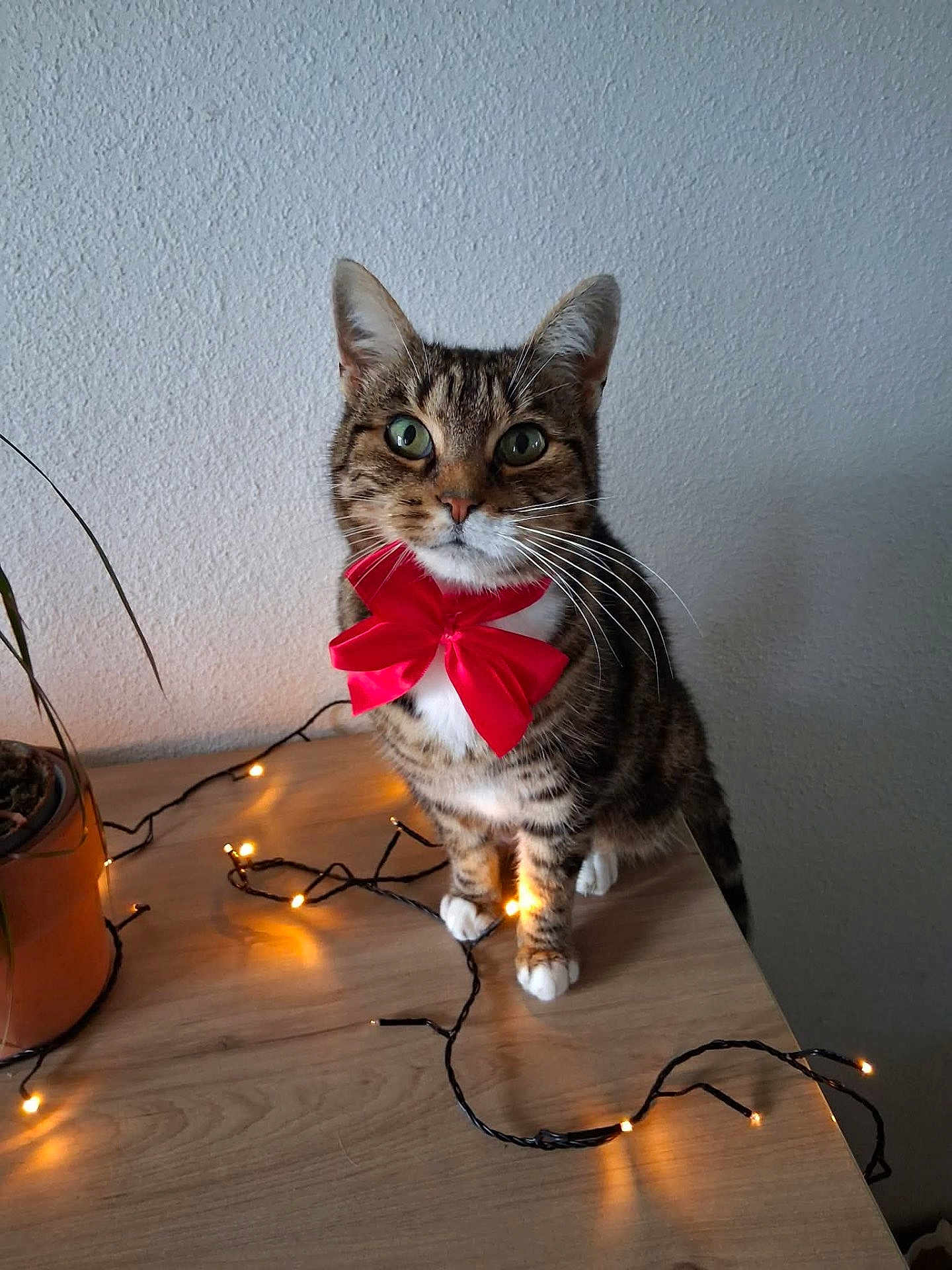 Lina participe au concours pour gagner de l'argent avec cette photo : animal, cat, curious, cute, decor, domestic_animal, feline, green_eyes, indoor, lighting, pet, plant_pot, red_bow, sitting, string_lights, tabby, table, wall, whiskers, wooden_table