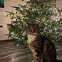 Lina a rejoint le concours — aidez-le/la à gagner de superbes lots ! animal, cat, celebration, christmas_tree, cozy, curious, decor, feline, festive, flooring, holiday_decorations, home, indoor, lights, ornaments, pet, pine_tree, tabby_cat, tree, whiskers
