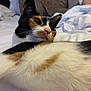 animal, bed, blanket, calico_cat, cat, closeup, cozy, cute, domestic_animal, feline, fur, home, indoor, pet, pillow, relaxed, resting, sleepy, soft, whiskers