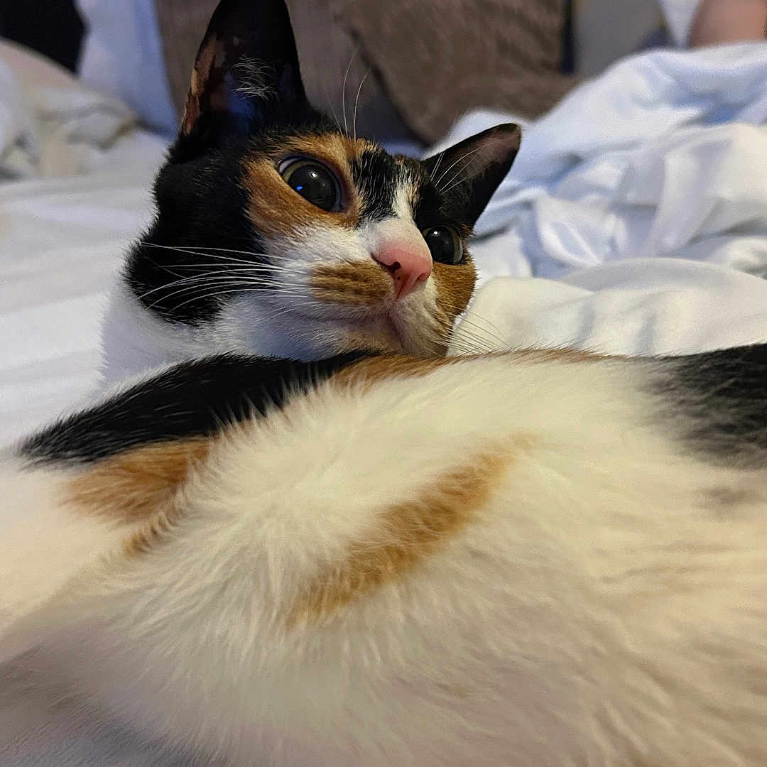Tosla joined the competition — help win amazing prizes! animal, bed, blanket, calico_cat, cat, closeup, cozy, cute, domestic_animal, feline, fur, home, indoor, pet, pillow, relaxed, resting, sleepy, soft, whiskers
