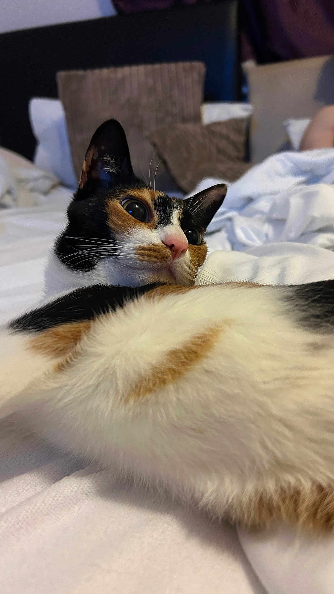 Tosla joined the competition — help win amazing prizes! animal, bed, blanket, calico_cat, cat, closeup, cozy, cute, domestic_animal, feline, fur, home, indoor, pet, pillow, relaxed, resting, sleepy, soft, whiskers