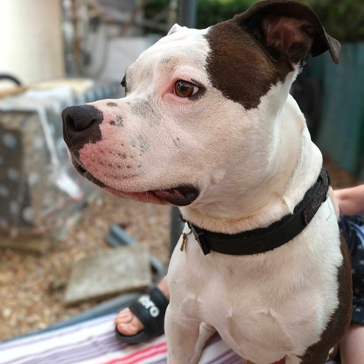 Maryline Guilmet participe au concours pour gagner de l'argent avec cette photo : dog, pet, animal, outdoor, blanket, striped_blanket, black_and_white, collar, close_up, profile, sitting, fur, canine, paw, foot, garden, blurred_background, person, sandal, relaxed