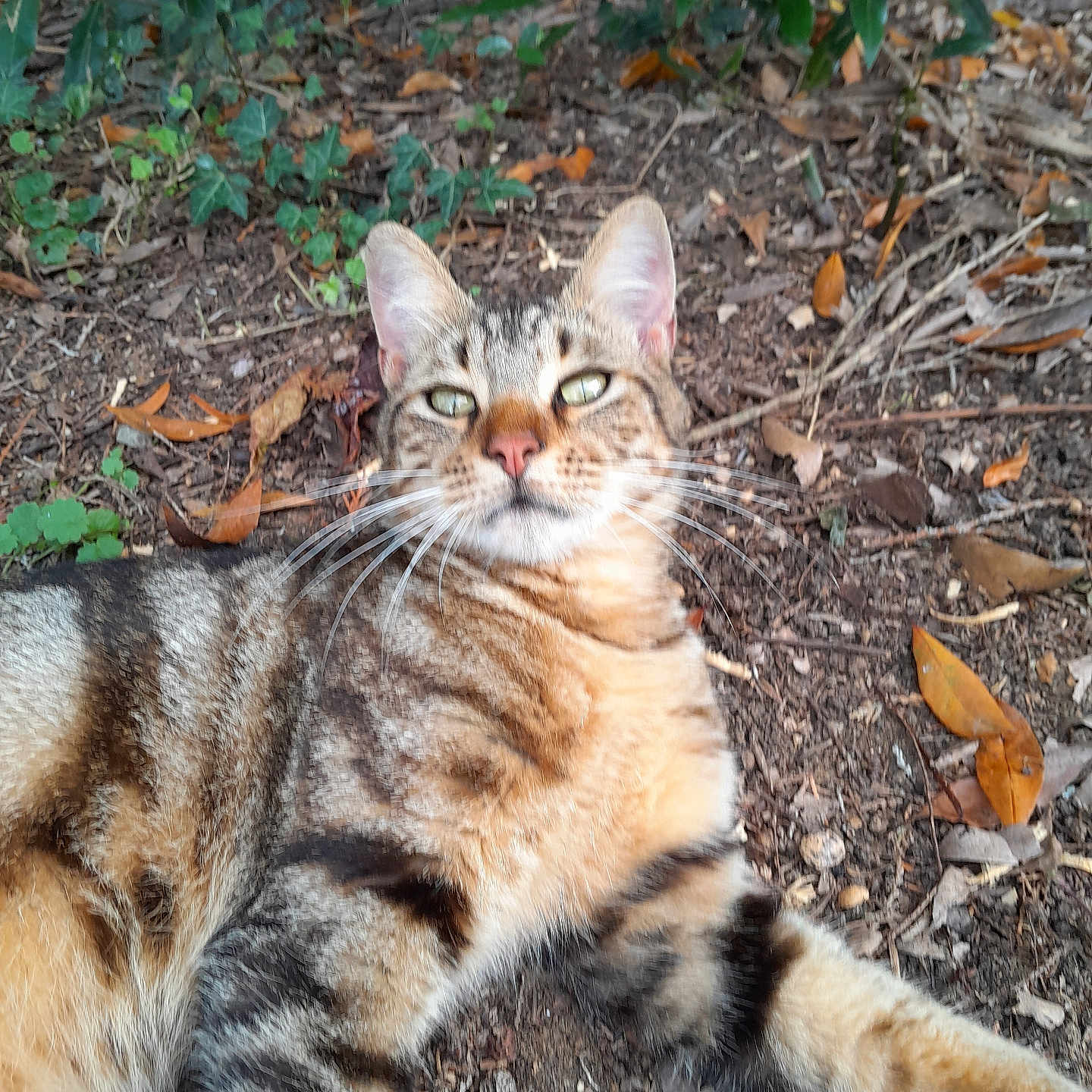 Tigrou