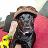 Midnight Telles is registered to the contest to win money with this photo: dog, black_dog, pet, canine, sitting, wearing_hat, brown_hat, collar, leash, tongue_out, shiny_coat, portrait, indoors, couch, red_couch, stuffed_toy, yellow_toy, living_room, funny, closeup