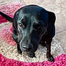 Midnight Telles is registered to the contest to win money with this photo: dog, black_dog, pet, animal, portrait, close_up, sitting, indoors, rug, pink_rug, fluffy, tile_floor, home, floor, looking_at_camera, ears, snout, eyes, shadow, photography