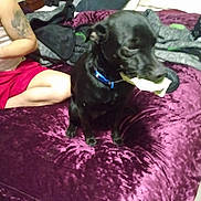Midnight Telles joined the competition — help win amazing prizes! dog, black_dog, pet, animal, indoors, bedroom, bed, blanket, purple_blanket, chew_toy, toy, collar, blue_collar, sitting, portrait, person, tattoo, clothing, home, playful
