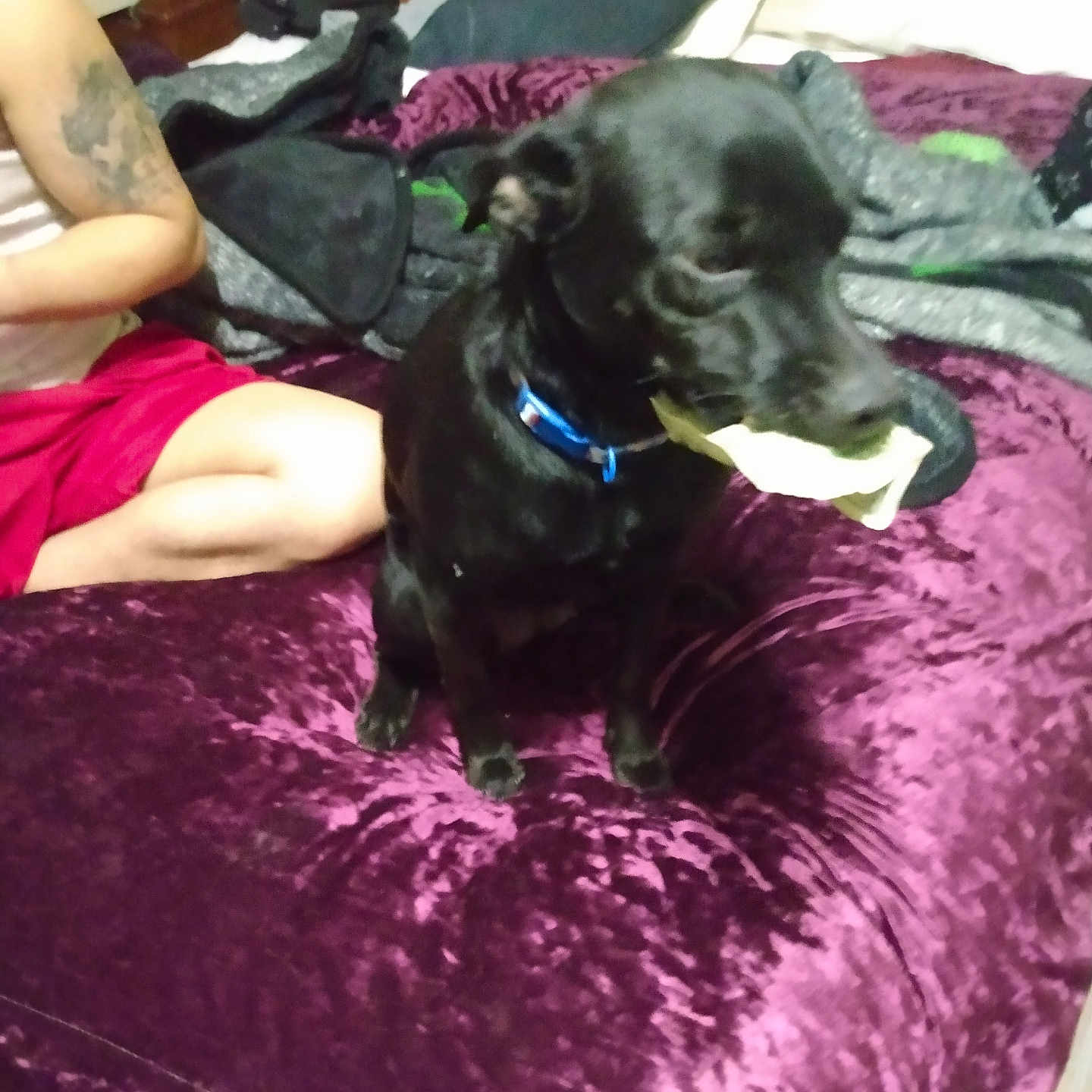 Midnight Telles joined the competition — help win amazing prizes! dog, black_dog, pet, animal, indoors, bedroom, bed, blanket, purple_blanket, chew_toy, toy, collar, blue_collar, sitting, portrait, person, tattoo, clothing, home, playful