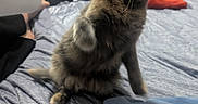 Woofie is registered to the contest to win money with this photo: bed, blanket, casual, cat, comfort, cozy, curious, domestic_animal, feline, fur, furniture, hand, indoor, kitten, paw, person, resting, room, soft, whiskers