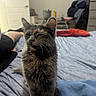 Woofie is registered to the contest to win money with this photo: animal, bed, blanket, blue_sheet, casual, cat, clutter, door, ears, feline, fur, furniture, home, indoor, person_leg, pet, relaxed, room, sitting, whiskers